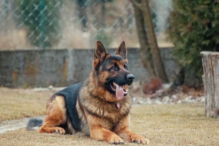 Are German Shepherds Good Service Dogs?