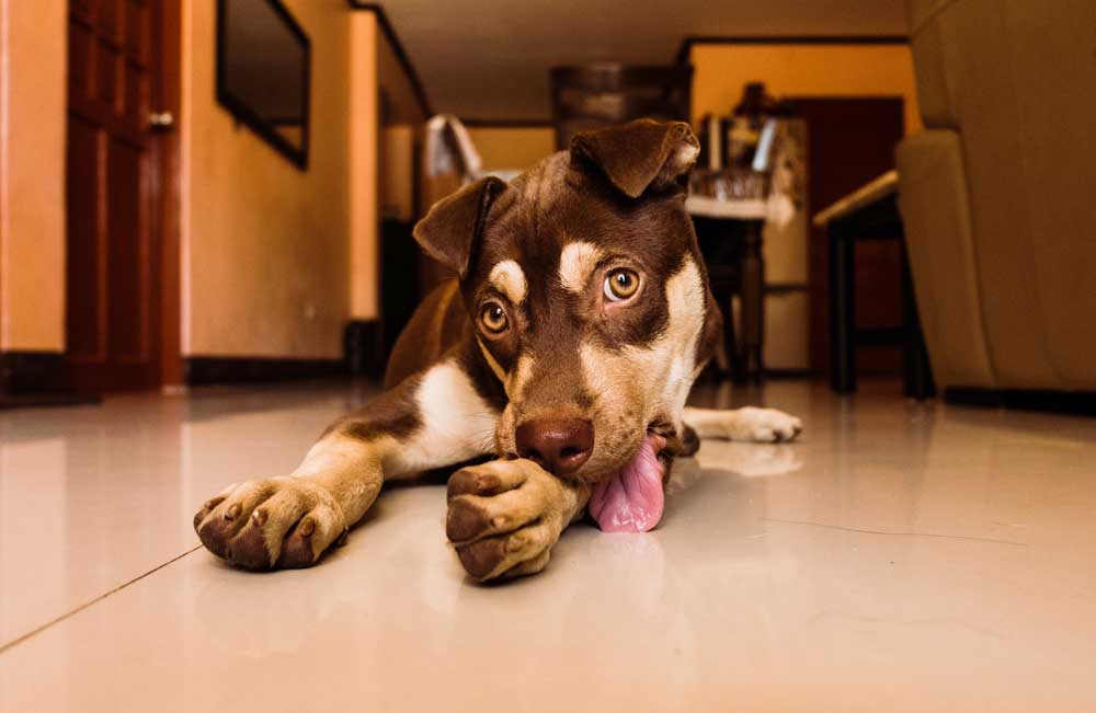 Dog Licking His Paws