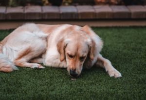 Why Dogs Eat Poop
