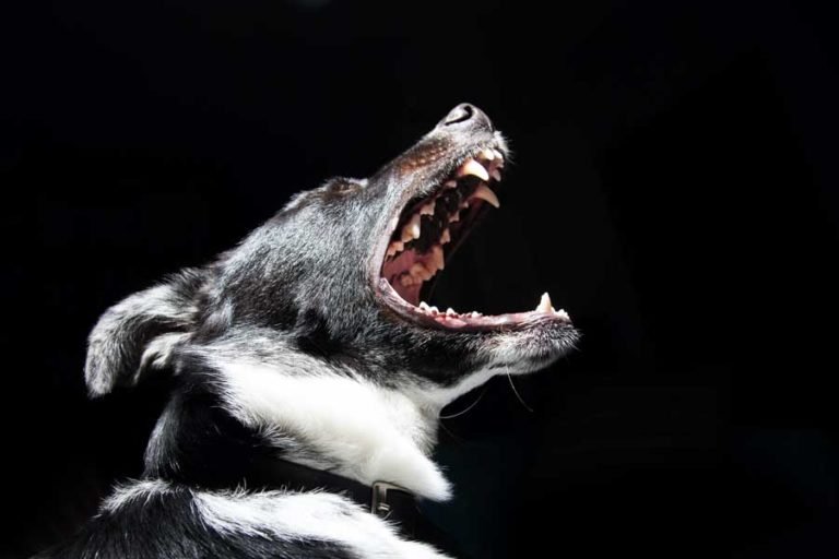 How To Stop Sudden Aggression In A Dog