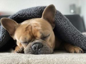 Dog Sleep