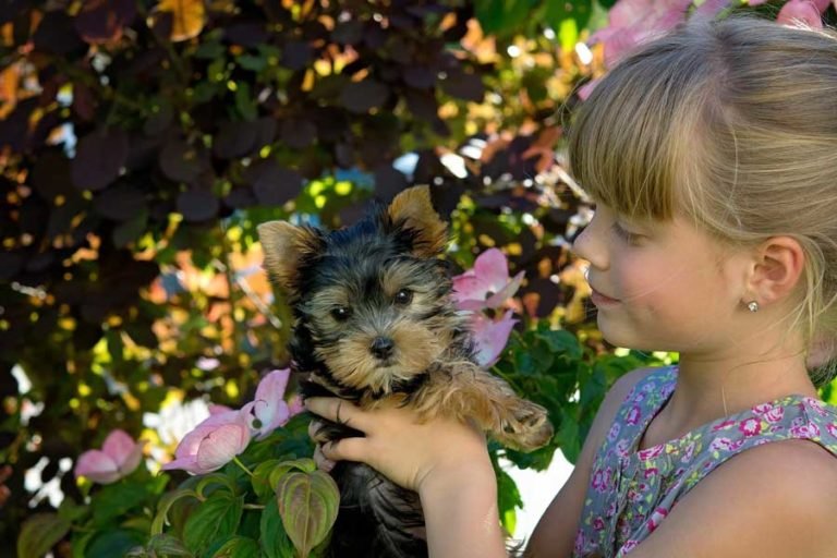 Yorkshire Terriers Good With Kids