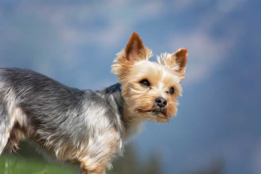 Yorkshire Terriers