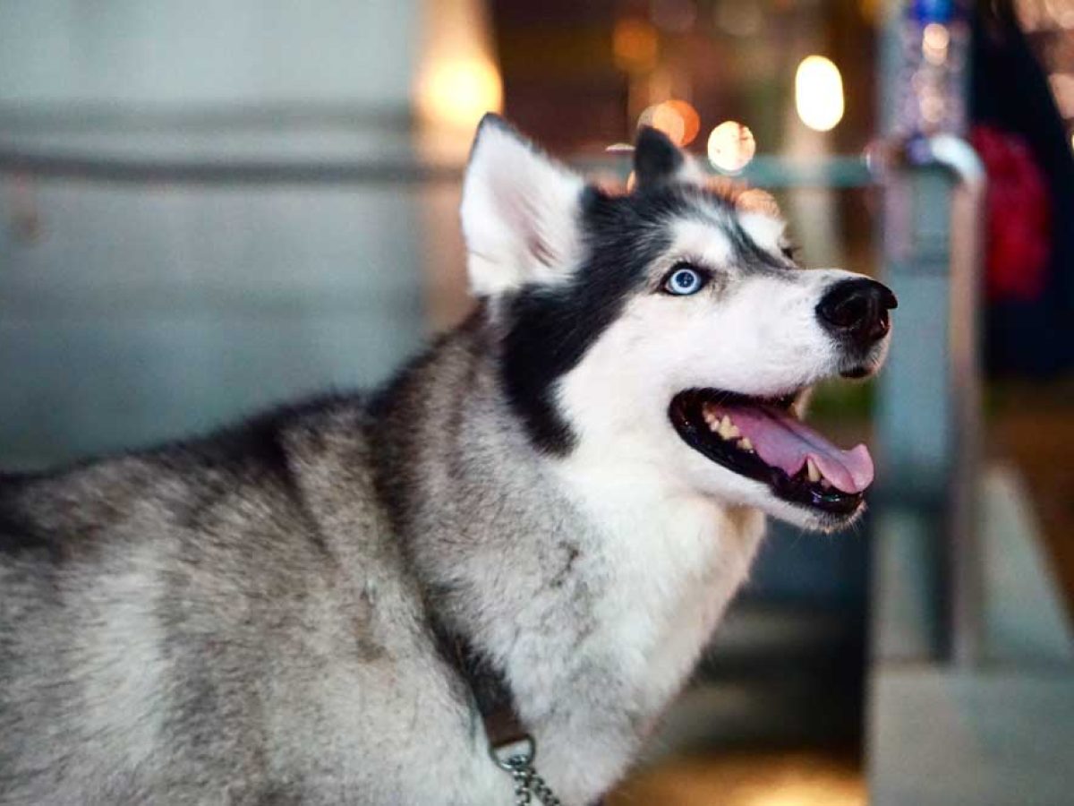 how intelligent are husky dogs