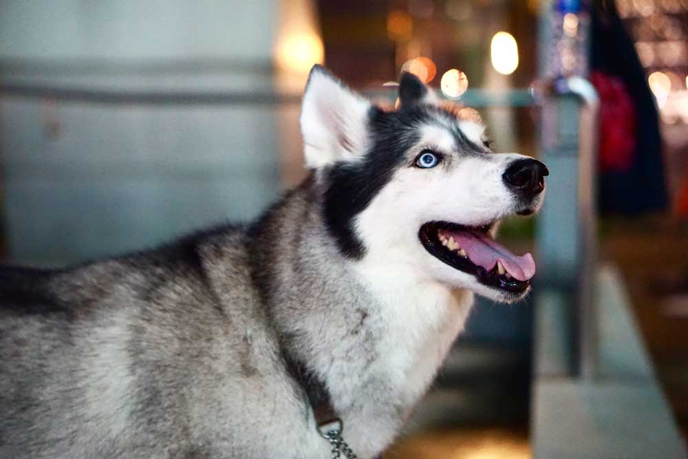 Siberian Husky