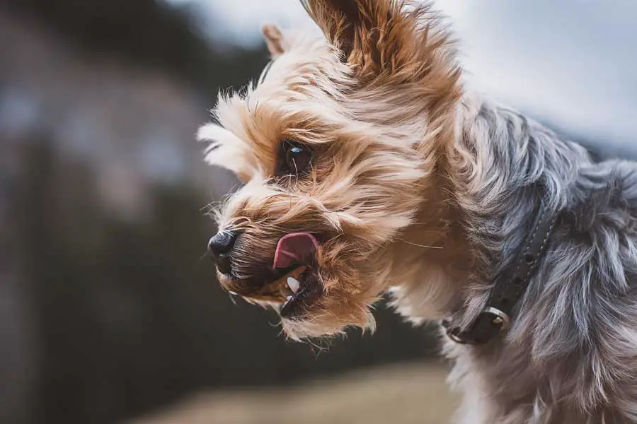 Yorkshire Terriers