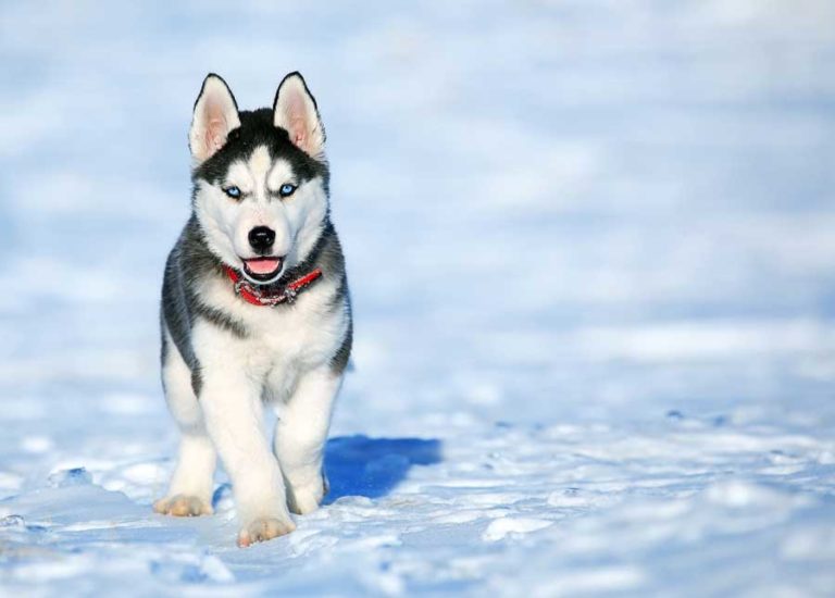 Huskies Stay Outside In The Cold