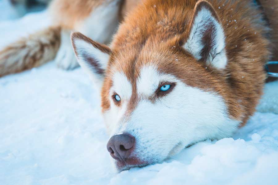 huskies sleeping in winter