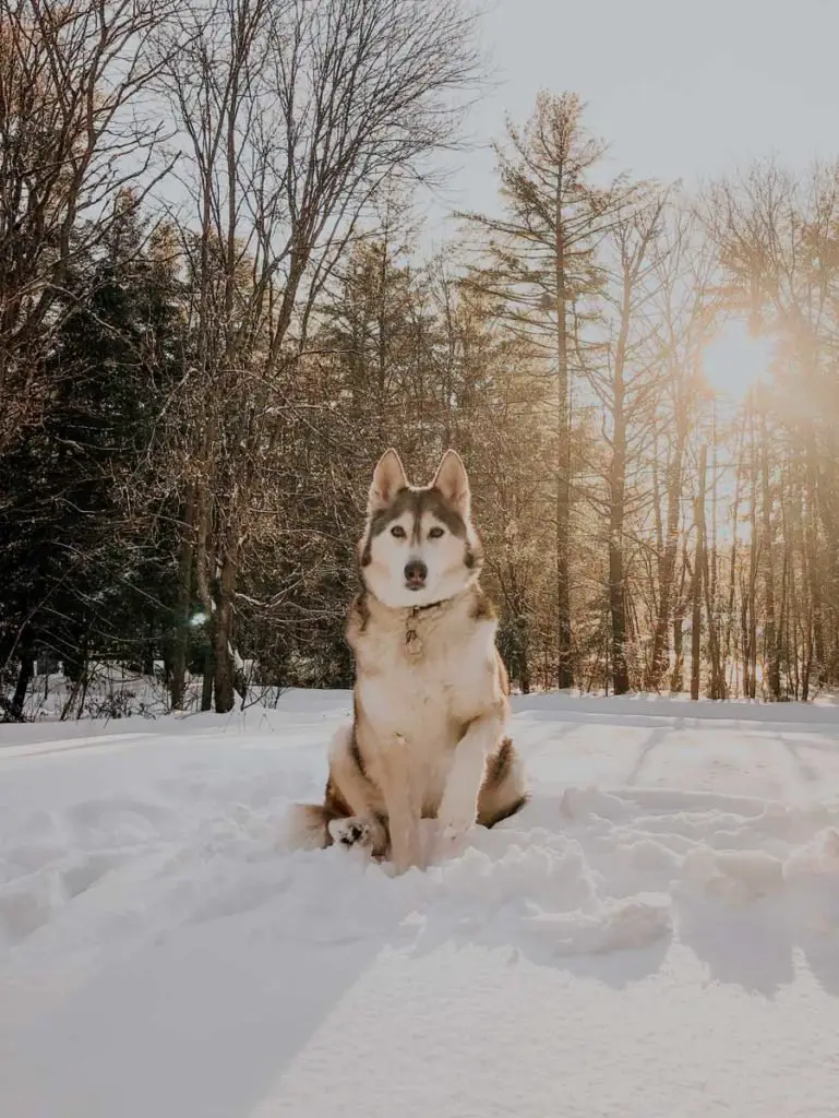 husky