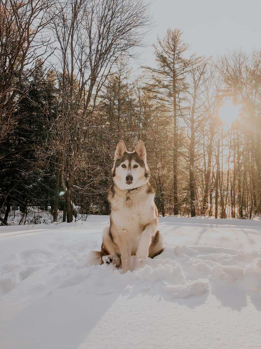 Can Huskies Stay Outside In The Cold? AtractivoPets