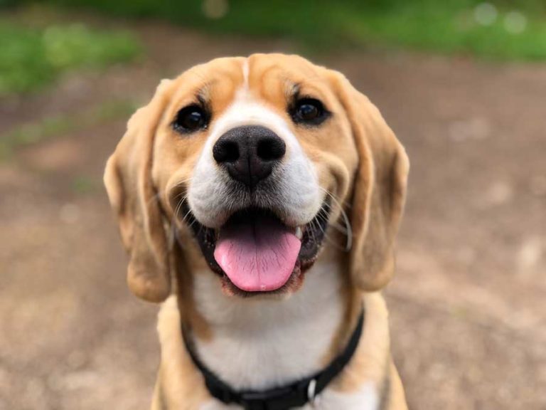 Can Beagles Chew On Bones?