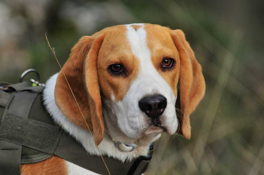 Beagles eating