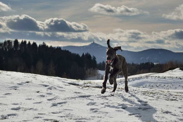Can Great Danes Run Long Distances? [7 Tips!]