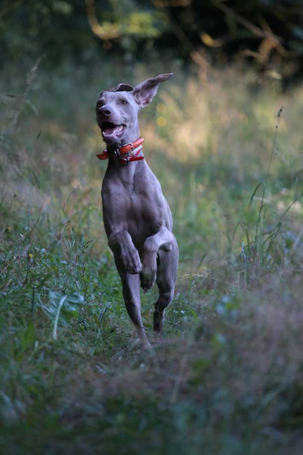 Great Danes