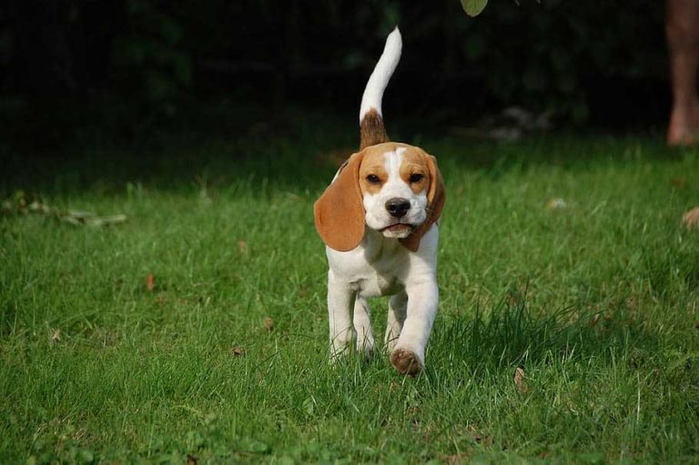 Can Beagles Live Outside?