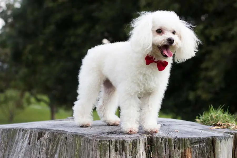 Are Poodles Easy To Train A Beginner’s Guide AtractivoPets