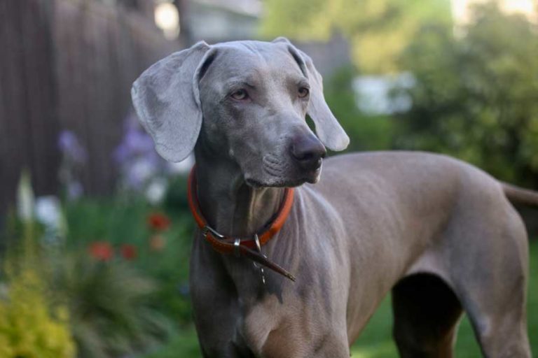 What Great Danes Can And Can’t Eat: A Complete Guide