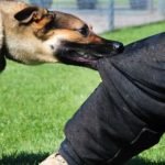 Why Dog Bites Happen And How To Stop Dog Biting