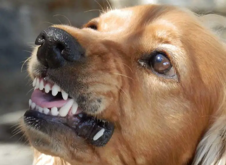 Why Dogs Growl And How To Stop Your Dog From Growling