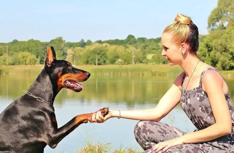 15 Fun, Impressive Tricks You Can Teach Any Dog