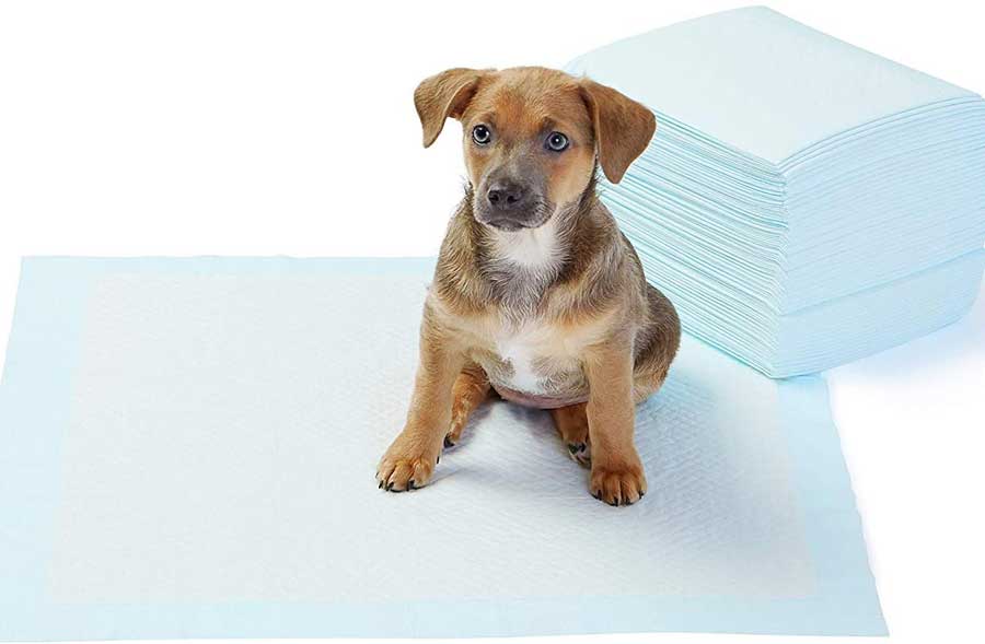Puppy To Go On Potty Pads