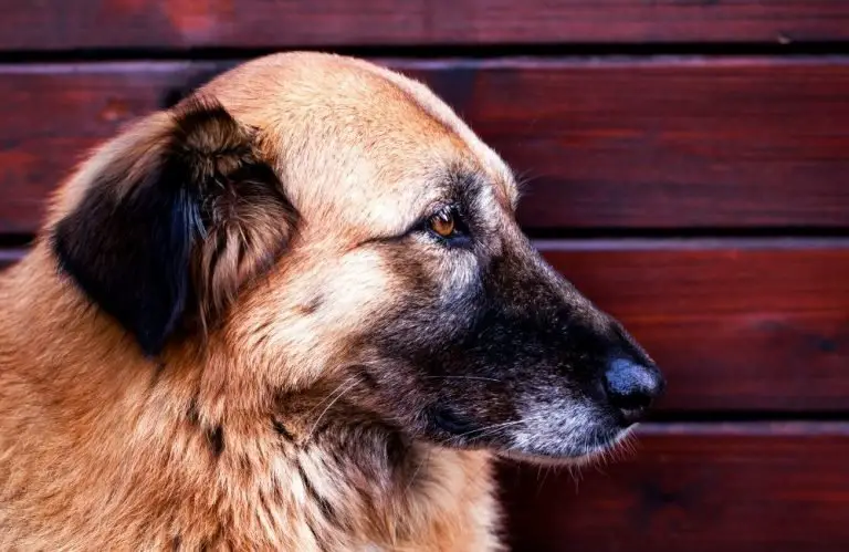 12 Common Dog Fears And Phobias