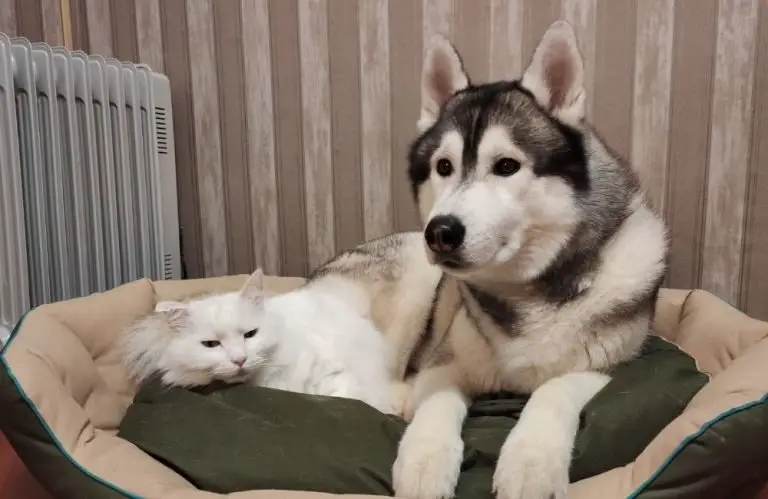 Do Huskies Get Along with Cats? [What You Should Know!]