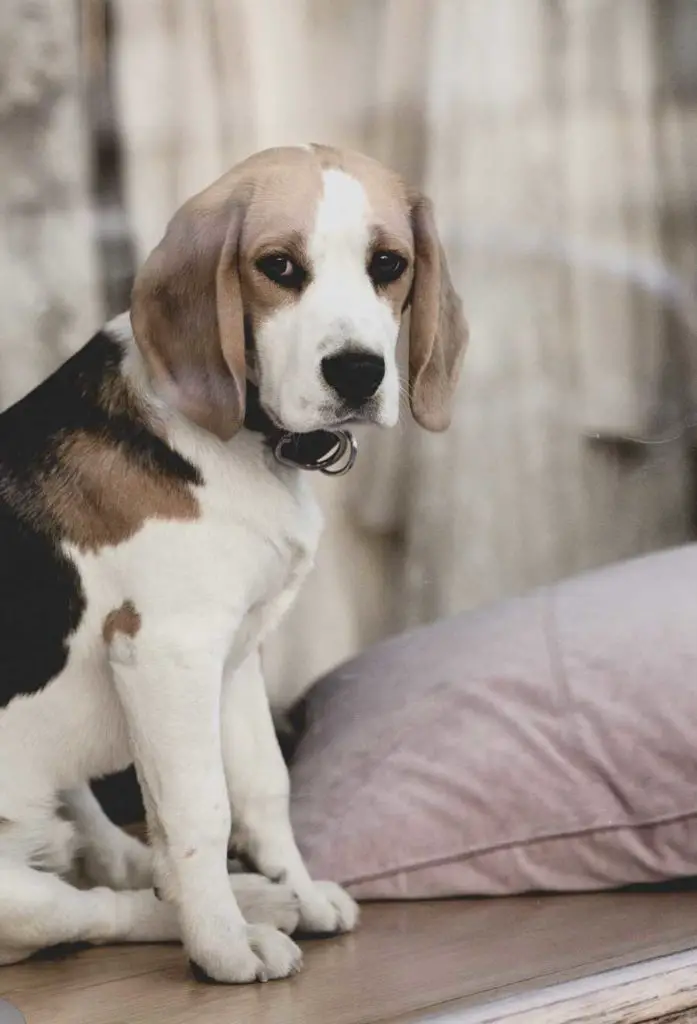 Beagle Looks for food