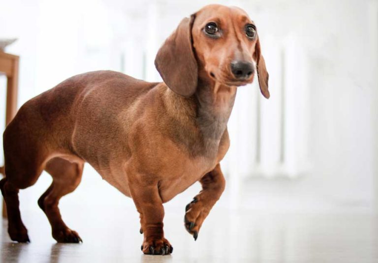 Dachshund Temperament: What’s It Like Owning One