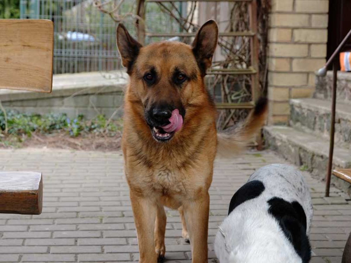 can my german shepherd eat peanut butter