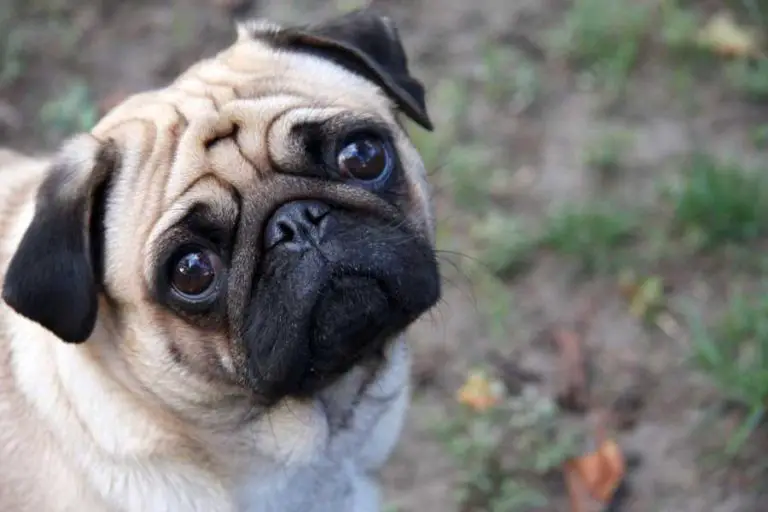 Can A Dog Have Down Syndrome?