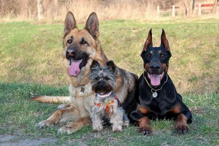 Choosing A German Shepherd Mix Breed: Which Is Best For Your Home