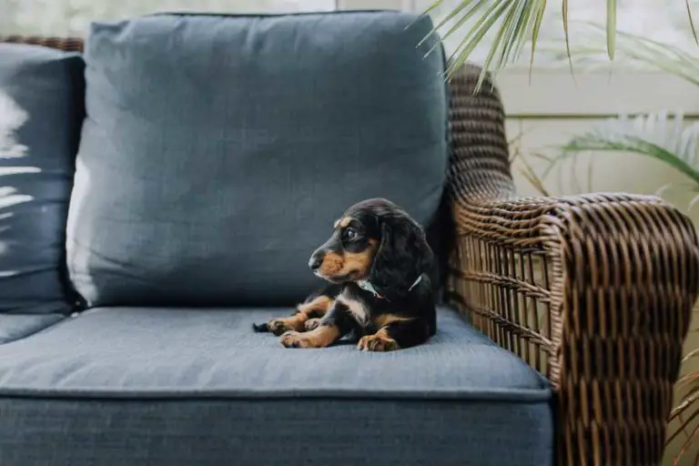 Can Dachshunds Live In Apartments?