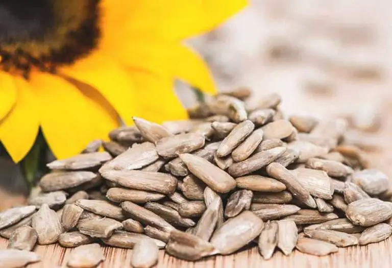 Can Dogs Eat Sunflower Seeds?