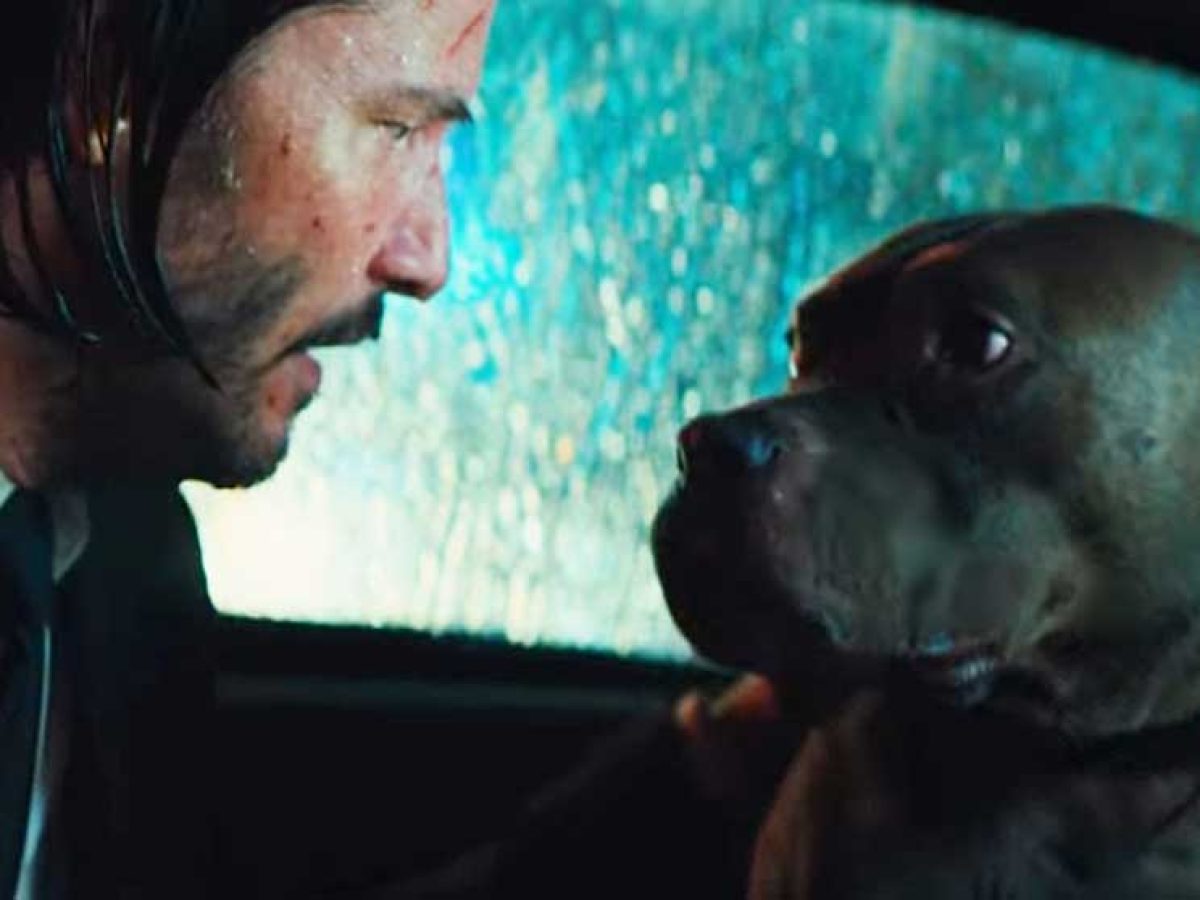 what breed of dog is in john wick 2