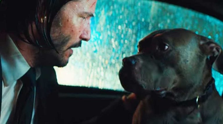 What Kind Of Dog Did John Wick Series Have