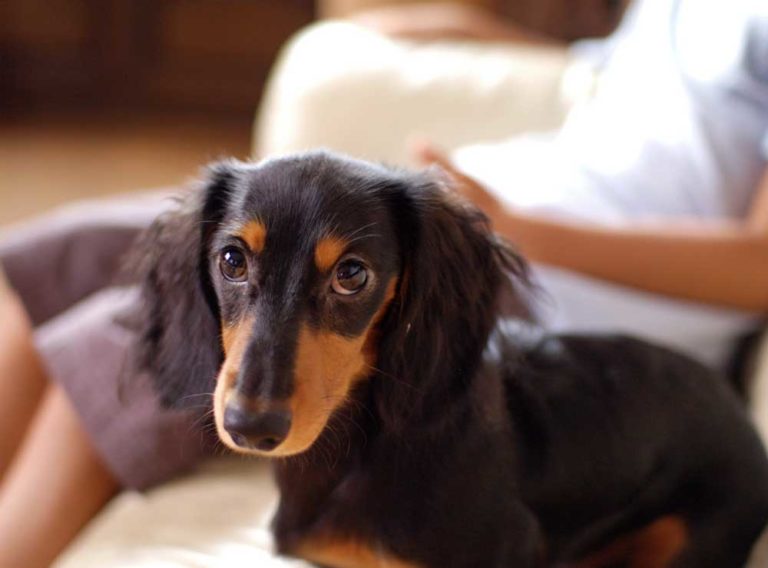 Why Do Dachshunds Cry? [Unveiled The Reasons!]