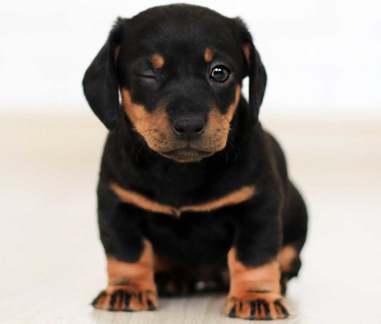Choosing A Rottweiler Mix Breed: Which Is Best For Your Home