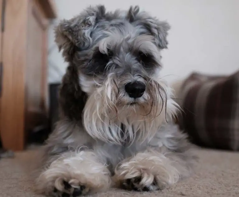 Are Schnauzers Terriers? [Know The Truth!]