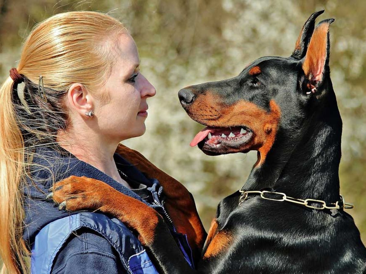 are doberman pinschers hypoallergenic