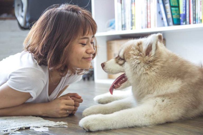 Huskies As Pets: Costs, Life Expectancy And Temperament