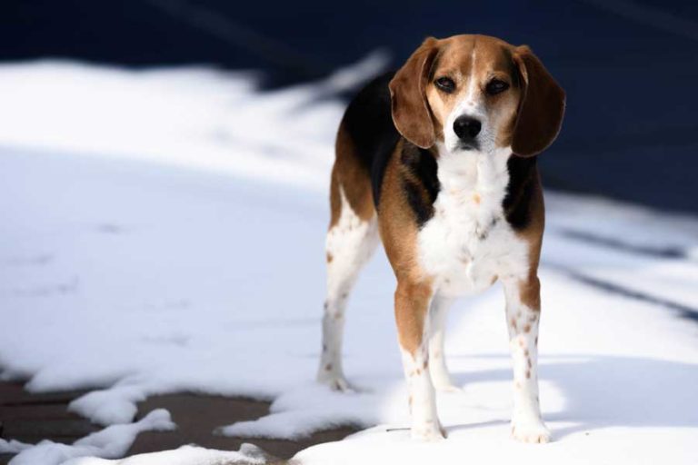 Can Beagles Stay Outside In The Cold?