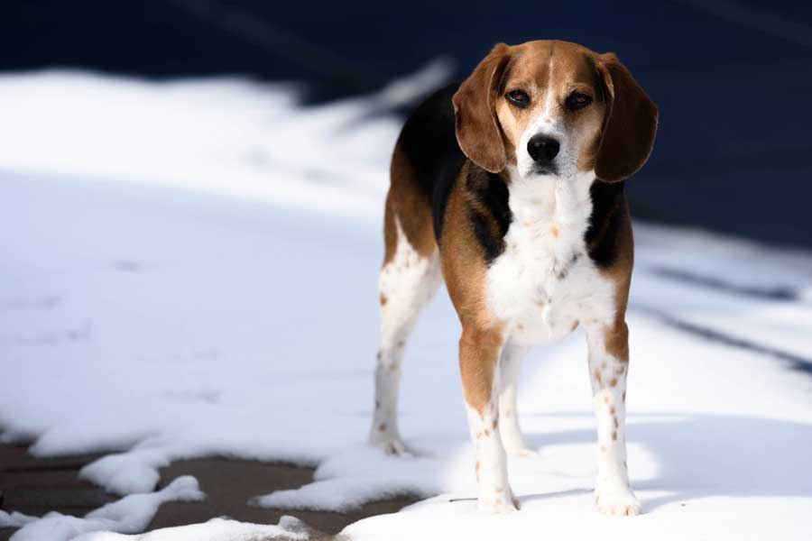 Beagles Stay in the Cold weather