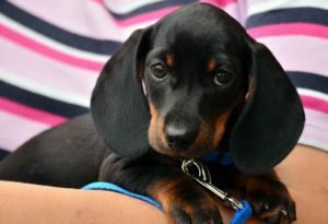 Dachshund Mix Breed