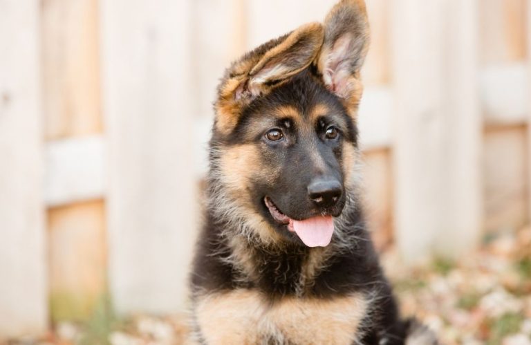 Can German Shepherds Live Outside? [What You Should Know!]