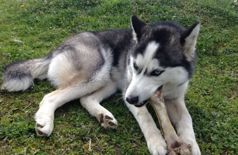Can Huskies Chew On Bones?