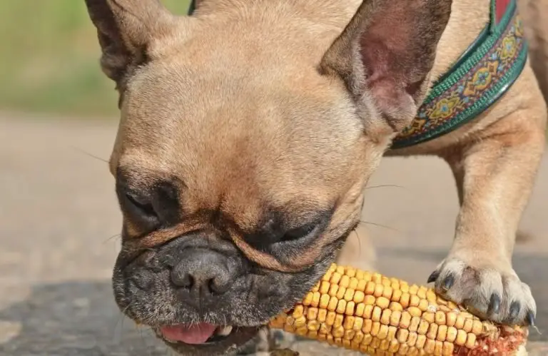 Can My Dog Eat Corn