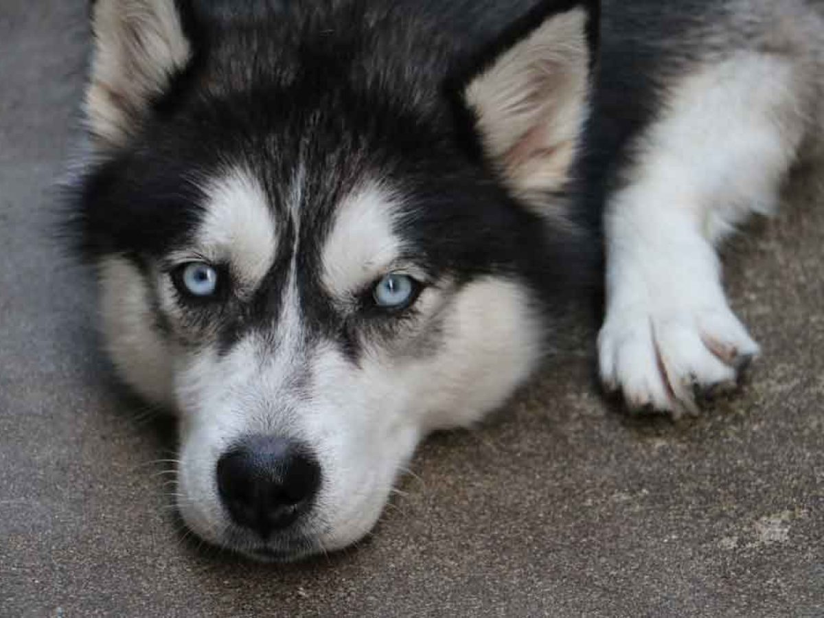 How To Get A Husky To Calm Down
