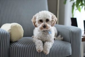 Cavapoos