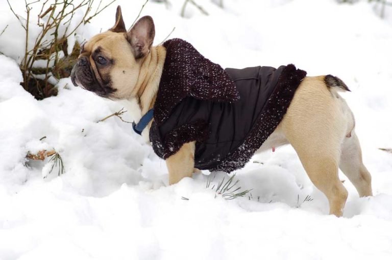 Do French Bulldogs Like Snow?